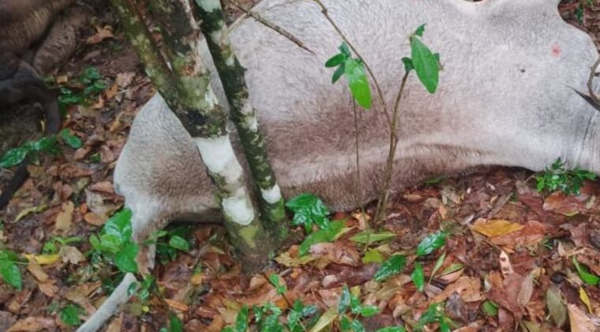 Siete vacas mueren por la caída de un rayo en San Pedro del Paraná