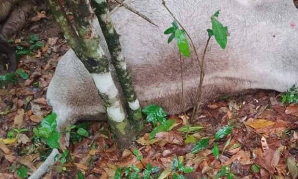 Siete vacas mueren por la caída de un rayo en Itapúa – Prensa 5