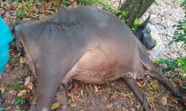 ¡Un rayo mató a siete vacas!