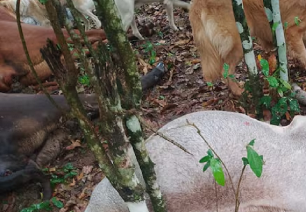 Rayo mata a siete vacas, y granizada daña cultivos y casas en Itapúa - Noticiero Paraguay