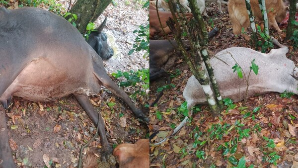 Caída de rayo mató siete vacas
