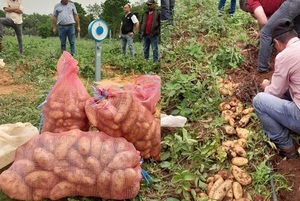 Excelente producción de papa en Coronel Oviedo con el apoyo de la municipalidad  - Noticiero Paraguay