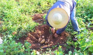 Productores inician cosecha de papa en Coronel Oviedo – Prensa 5