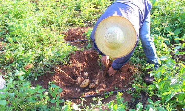Productores inician cosecha de papa en Coronel Oviedo – Prensa 5