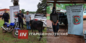 RECUPERAN GANADO HURTADO Y APREHENDEN A UN SUJETO POR EL ABIGEATO - Itapúa Noticias