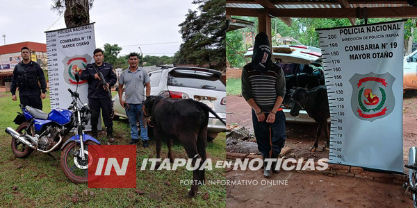 RECUPERAN GANADO HURTADO Y APREHENDEN A UN SUJETO POR EL ABIGEATO - Itapúa Noticias