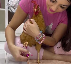 ¡Hora do ponerse coqueta! Laurys, pintándole las uñas a su gallina Hortensia