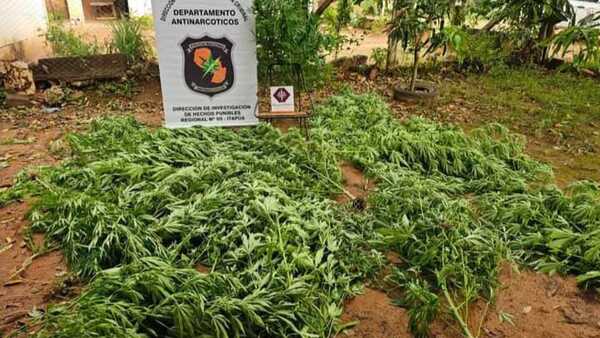 Incautan plantas de marihuana de una casa en pleno centro de General Artigas