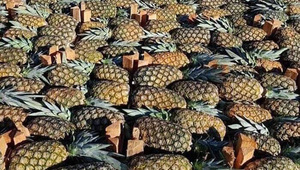 Pese a un inicio lento, productores de piña buscan remontar su producción antes de fin de año.