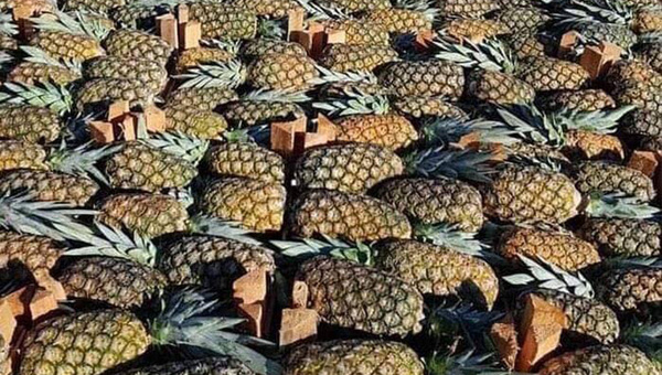 Pese a un inicio lento, productores de piña buscan remontar su producción antes de fin de año.