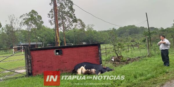 UN TORO MURIÓ TRAS UNA DESCARGA ELECTRICA - Itapúa Noticias