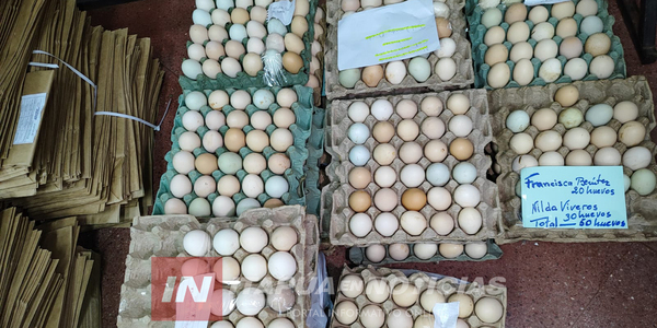 PRODUCTORES AVÍCOLAS DE ITAPÚA CONTINÚAN BENEFICIÁNDOSE CON LA INCUBADORA DE HUEVOS - Itapúa Noticias
