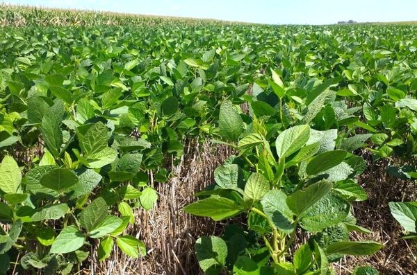 Congreso del SAA: Se presentó una herramienta técnica que facilita la selección de variedades de soja por regiones de Paraguay