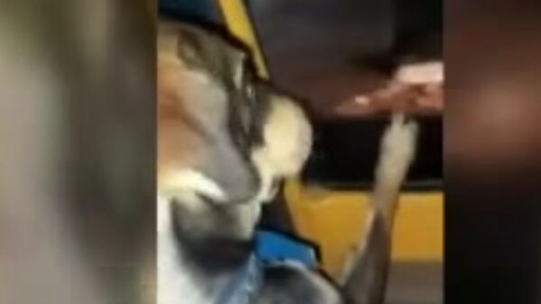 Buscamos a Rodrigo, el perrito bombero - SNT