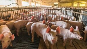 Paraguay apunta a la apertura de Chile al mercado de la carne porcina