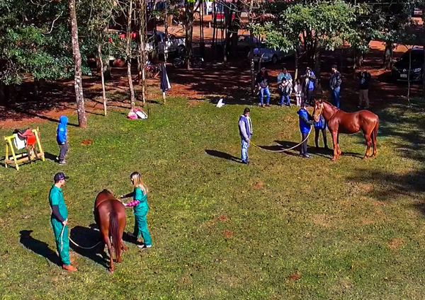 Habilitarán el primer Centro de Equinoterpia en Minga Guazú - La Clave