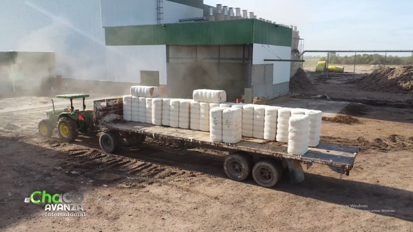 Cooperativa Chortitzer potencia la producción de algodón en el Chaco Central