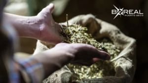 Aseguran que la exportación de la yerba mate no afecta calidad del producto - Unicanal