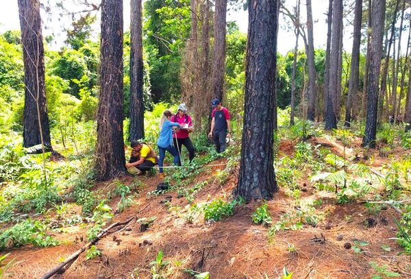 Infona abre inscripciones para Técnico Forestal con beneficios de alojamiento y alimentación para los estudiantes - .::Agencia IP::.