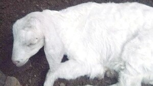 Reportan rara desaparición de una cabrita en Limpio