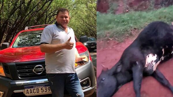 Policía baleó a la vaca de una señora