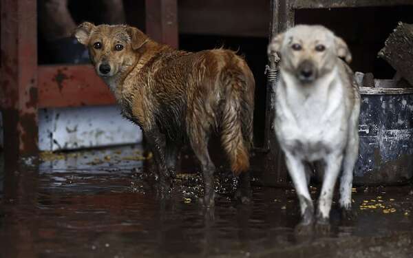 Bélgica evacua con un helicóptero militar a personas y perros atrapados en inundaciones - Mascotas - ABC Color