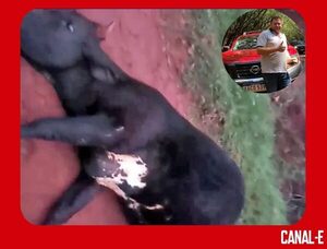 POLICÍA SE ENOJÓ CON LA VACA DE SU VECINA Y MATÓ A DISPAROS AL ANIMAL
