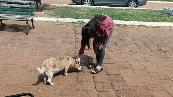 Un perro que conmueve, las abuelas viajeras y otras noticias positivas
