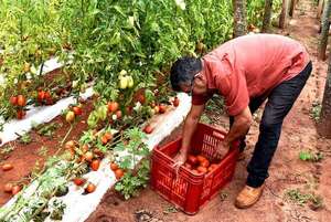 Tomateros de Guayaybí no pueden vender su producción por culpa del contrabando, denuncian - Nacionales - ABC Color