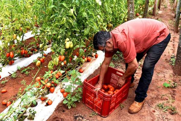 Tomateros de Guayaybí no pueden vender su producción por culpa del contrabando, denuncian - Nacionales - ABC Color