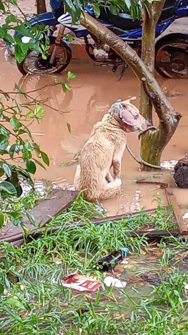 Rescatan perro en condiciones deplorables en Santa María