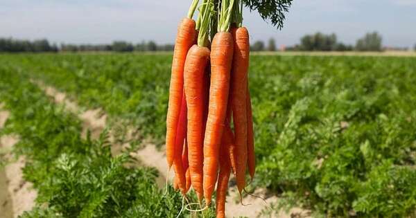 La Nación / Paraguay prepara el primer envío de zanahoria al mercado argentino