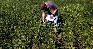 La Nación / El Chaco apuesta cada vez más a la agricultura con gran expansión de la soja