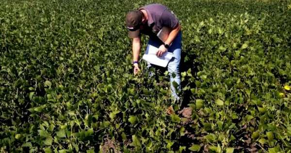 La Nación / El Chaco apuesta cada vez más a la agricultura con gran expansión de la soja