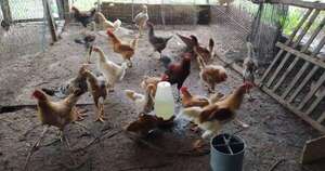 Diario HOY | Aumenta tenencia de animales de granja en las viviendas a pesar de su prohibición