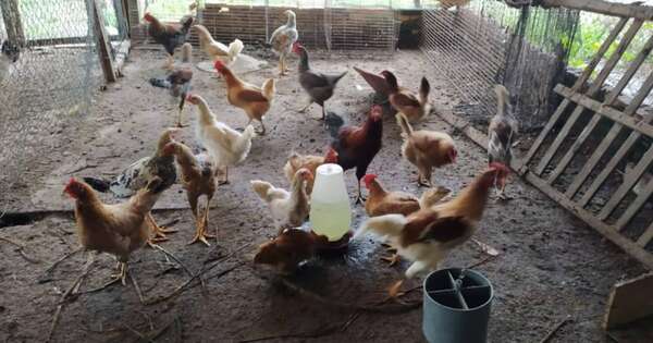 Diario HOY | Aumenta tenencia de animales de granja en las viviendas a pesar de su prohibición