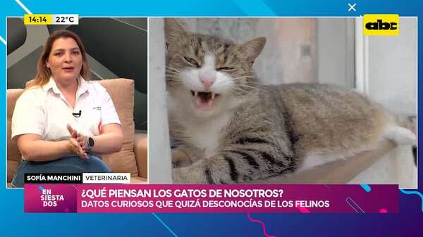 ¿Qué piensan los gatos de nosotros?: datos curiosos que quizá desconocías de nuestros felinos - Ensiestados - ABC Color
