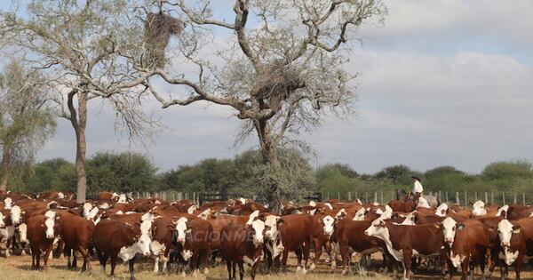 La Nación / Lluvias en Alto Chaco reponen pasturas para el ganado