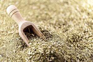 Día de la yerba mate: este es el origen del nombre científico “ilex paraguariensis” - Nacionales - ABC Color