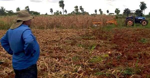 La Nación / Lluvia trae dinamismo al campo y estímulo a productores, expresan desde la UGP