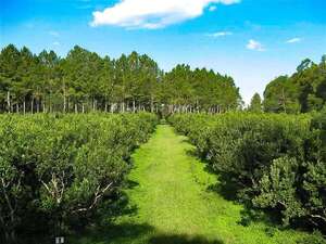 Un viaje por el sabor y la historia: descubrí la Ruta de la Yerba Mate - Viajes - ABC Color