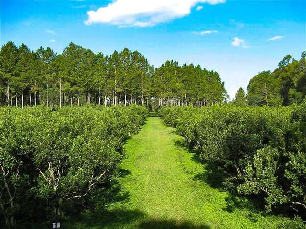 Un viaje por el sabor y la historia: descubrí la Ruta de la Yerba Mate - Viajes - ABC Color