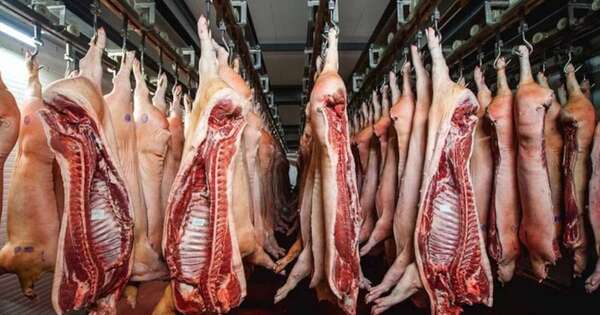 La Nación / Sector porcino se prepara ante interés taiwanés en aumentar sus compras de nuestro país