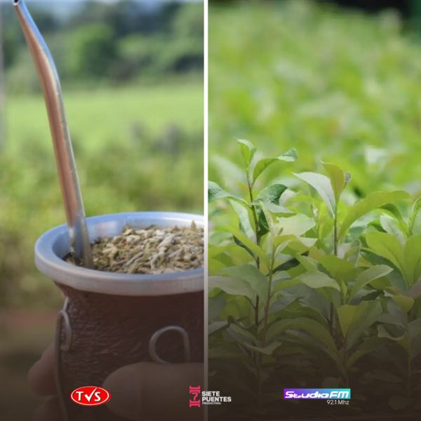 DÍA DE LA YERBA MATE: ESTE ES EL ORIGEN DEL NOMBRE CIENTÍFICO “ILEX PARAGUARIENSIS” - TVS