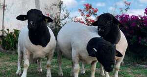 La Nación / Productores realizarán primera expo nacional de la raza ovina Dorper