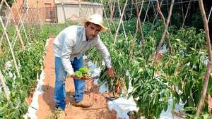 Locote se pierde en las fincas a causa del contrabando denuncian productores - Nacionales - ABC Color