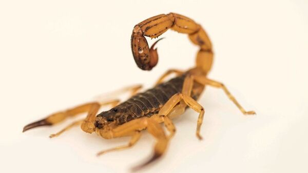 Alacranes: las dos especies que existen en Paraguay y son potencialmente peligrosas