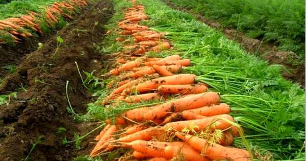 La Nación / Paraguay prepara envío de zanahorias para Argentina