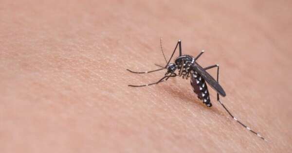 Diario HOY | Dengue en fase interepidémica, descenso del 80% en casos, según reporte