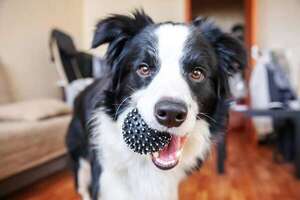 ¿Cuánto debe pesar un border collie? - Mascotas - ABC Color